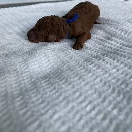 Dasher - Red  male Poodle puppy in Cape Coral, Florida from Ruby the poodle