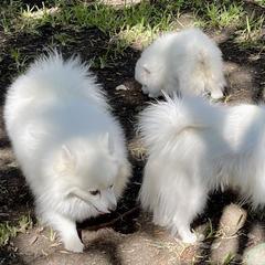 American Eskimo Dog Puppies from Soleil American Eskimos