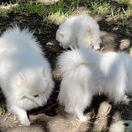 American Eskimo Dog Puppies from Soleil American Eskimos