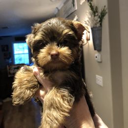 Yorkshire Terrier Puppies from Happy Days Acres and Yorkies