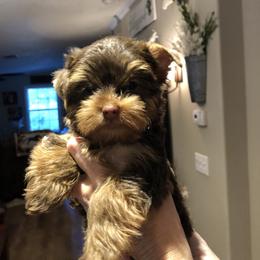 Yorkshire Terrier Puppies from Happy Days Acres and Yorkies