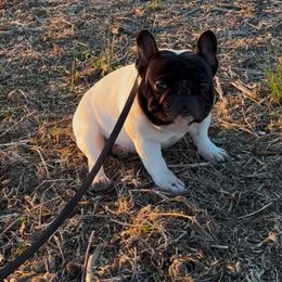 Wu - French Bulldog
