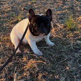 Wu - French Bulldog