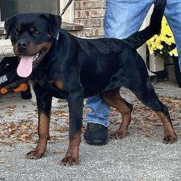 Taji - Black and mahogany male Rottweiler puppy in Burlington, Kentucky from vom Blaurasen Rottweilers