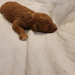 Abigail - Red  female Poodle puppy in San Tan Valley, Arizona from Desert Storm Poodles
