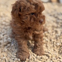 Bob - Red  male Poodle puppy in California from Tinkerpups