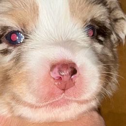 Girl - Red merle female Miniature Australian Shepherd puppy in Pennsylvania from J&K Mini Aussies and Golden Retrievers