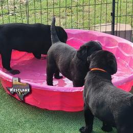 Labrador Retriever Puppies from Westlane Dogs