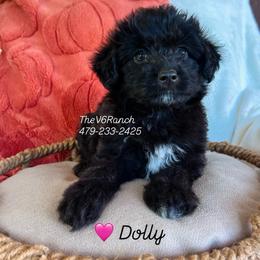 Dolly - Black and white female Aussiedoodle puppy in Sulphur Bluff, Texas from V6 Ranch Dogs