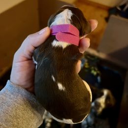 Pink - Liver and white female English Springer Spaniel puppy in Wells, Vermont from Everyday Sunshine Springers