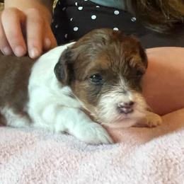 Pink girl - Chocolate and white female Havapoo puppy in Arlington, Washington from Havanese With Love Breeding Co.
