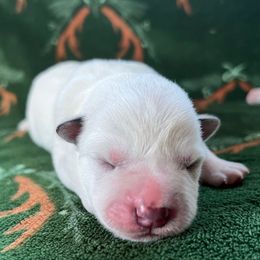 Boy 2 - Blue speckled male Australian Cattle Dog puppy in Irvington, Kentucky from Dry Valley’s Australian Cattle Dogs
