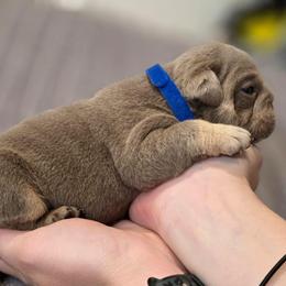 King - Lilac tri-color male Bulldog puppy in Burleson, Texas from Diamond Deluxx Frenchies