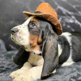 Birman (Blue) - Black tan and white male Basset Hound puppy in Amelia, Ohio from Lady Mae Bassets