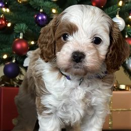 Derek - Blenheim male Cavapoo puppy in Oklahoma from Rocky Oak Cavaliers & Biewer Terriers LLC