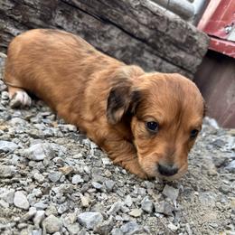Female- Purple - Cream female Dachshund puppy in Licking, Missouri from Bean Creek Dachshunds & Terriers