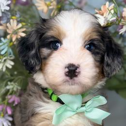 Zoro - Tri-color male Bernedoodle puppy in Yuciapa, California from AlltheDoodlez_