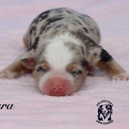 SARA - Blue merle female Miniature Australian Shepherd puppy in Weeki Wachee, Florida from Arlington's Mini Aussies