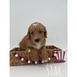 Star - Red  male Goldendoodle puppy in Smithfield, Kentucky from KBK9 Kennels