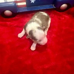 Gabriel - Red merle male Toy Australian Shepherd puppy in Miami, Oklahoma from HighEnd Aussies