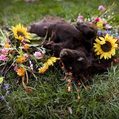 Boykin Spaniel All Grown Up from Tabby’s Sweet Boykins