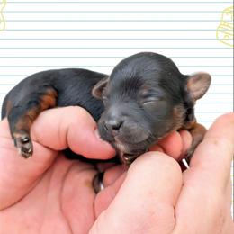 Wednesday - Black and tan male Yorkipoo puppy in Coshocton, Ohio from Forever Family Puppies