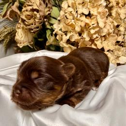 Chocolate boy - Liver male Yorkshire Terrier puppy in Dallas, North Carolina from Yorkie Fever