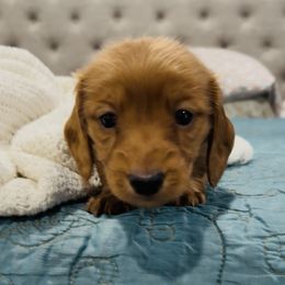 Bernadette - Red female Dachshund puppy in Altus, Oklahoma from Johnson Prairie Pups