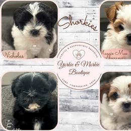 Morkie, Shorkie, and Yorkshire Terrier Puppies from Yorkie and Morkie Boutique