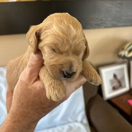 Goldendoodle Puppies from Hesseldoodles Farm