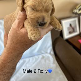 Goldendoodle Puppies from Hesseldoodles Farm