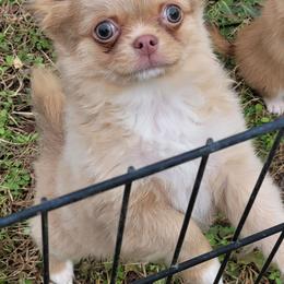 Baby boo - Merle male Chihuahua puppy in Warsaw, Virginia from B&D Chihuahuas