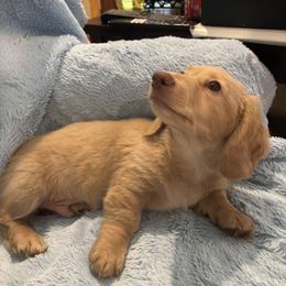 Rory - Cream male Dachshund puppy in Statesville, North Carolina from Lakeside Dachshunds