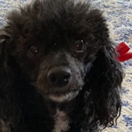 Poodles, Yorkipoos, and Yorkshire Terriers from Pamela's Poodles, Yorkshire Terriers & Designer pups