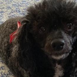 Poodles, Yorkipoos, and Yorkshire Terriers from Pamela's Poodles, Yorkshire Terriers & Designer pups