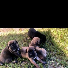 Cane Corso Puppies from Steel Cane Corso