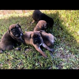 Cane Corso Puppies from Steel Cane Corso