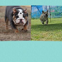 Bulldog puppies from Illinois Bullies Kennel