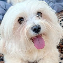 Princess - Maltese