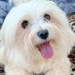 Princess - Maltese
