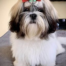 Lhasa Apsos from Mediano AKC Puppies