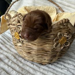 Shrek - Yellow male Labrador Retriever puppy in Angola, Indiana from Reniers Labrador Retrievers