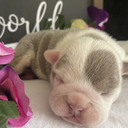 Bulldogs from Calvin Kennelz