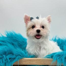 Oscar - Parti male Yorkshire Terrier puppy in Benton, Illinois from Furry Tailz Yorkies