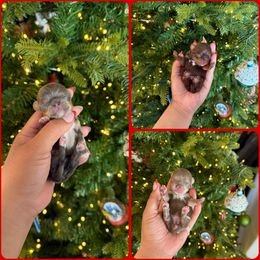 Chihuahua puppies from BabydollYorkiesofTexas