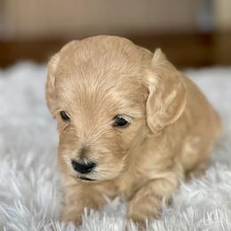Mason - Apricot male Labradoodle puppy in San Antonio, Texas from I Love U Back Labradoodles, LLC