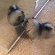 Keeshond Puppies from Pam Skinner's Keeshonds