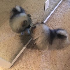Keeshond Puppies from Pam Skinner's Keeshonds