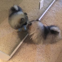 Keeshond Puppies from Pam Skinner's Keeshonds