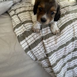 Dachshund Puppies from Weiner Dog Ranch